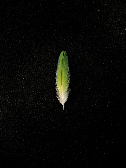 the leaf is sitting on the dark surface