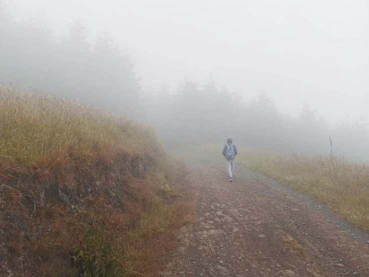 a person walks alone in the fog by some tall plants