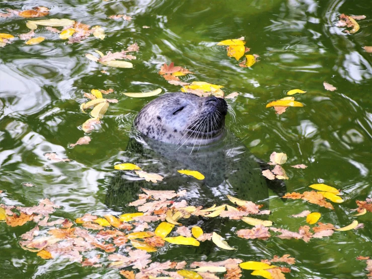 a duck floating in a pond surrounded by leaves