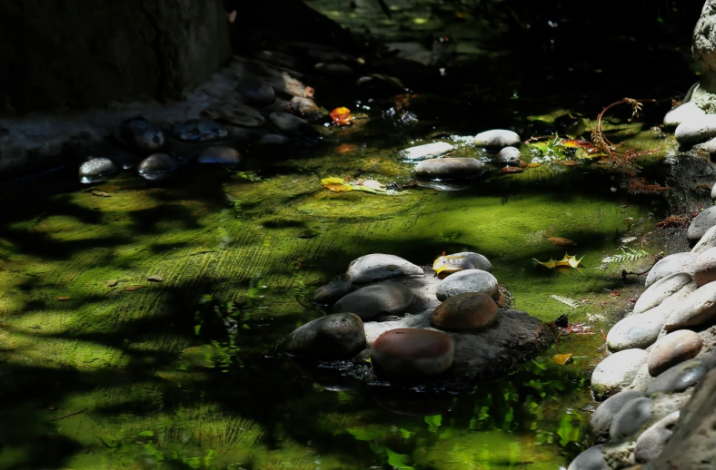 an artistic mossy river bed with rocks and plants