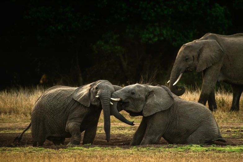 elephants sitting together, with one touching his trunk