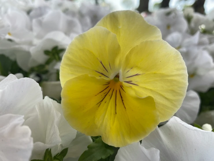 a yellow flower that is on some white flowers