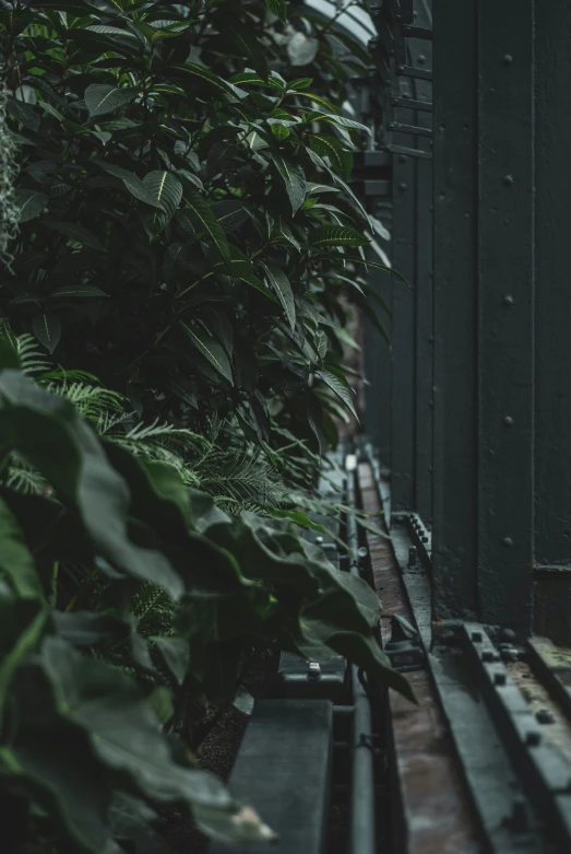 plants are lined up along side of a long building