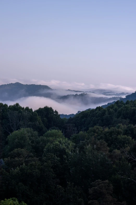 mountains covered in thick clouds and trees during the day