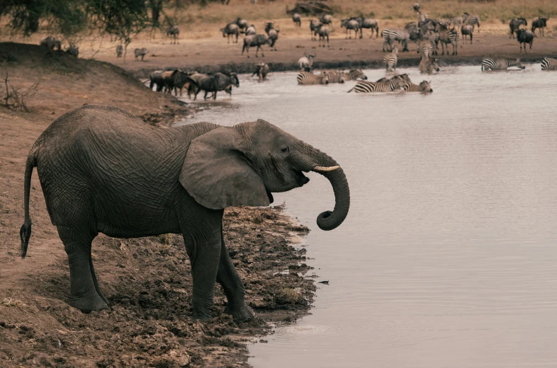 an elephant looking for water in the african plain