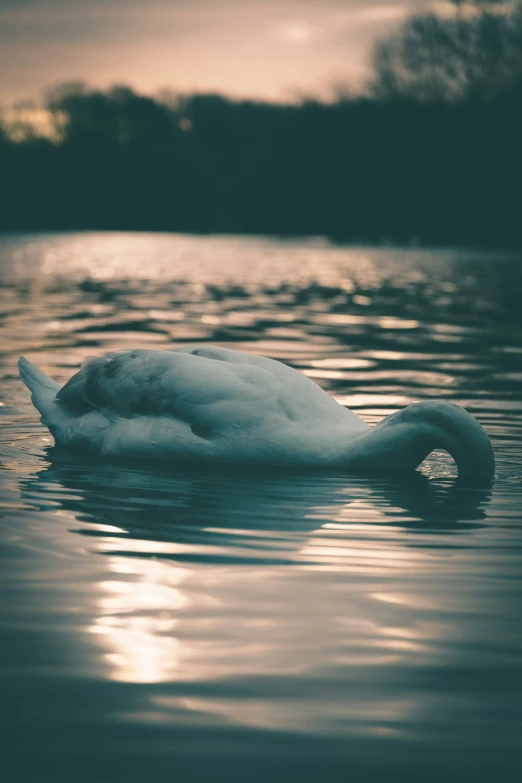 a white swan swimming on the water near the shore