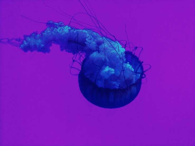 a very large purple jelly in the dark