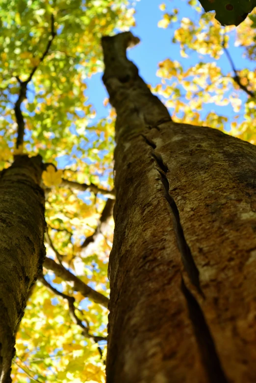 the bottom and sides of two tall trees with fall leaves