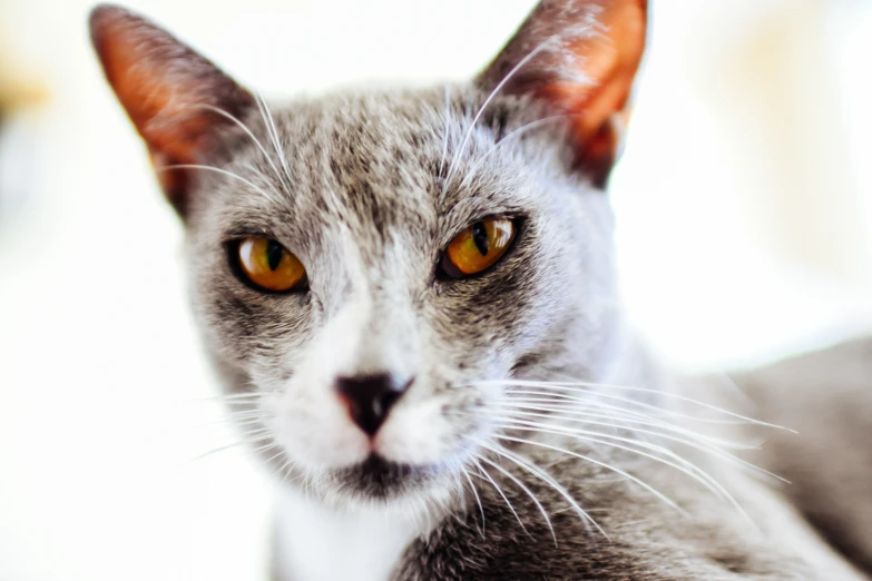 a cat with some yellow eyes looking at the camera