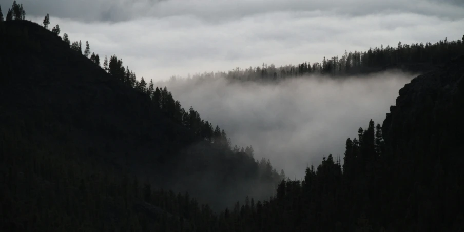 a group of pine trees that are next to some mountains