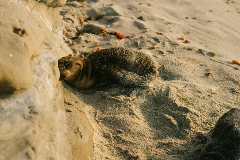 there is a seal on the beach near some rocks