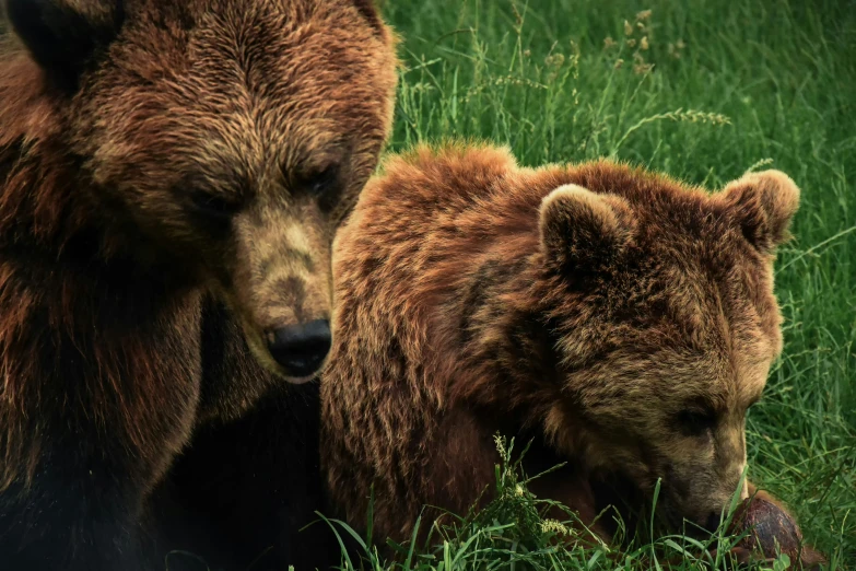 two bears are lying down in tall grass