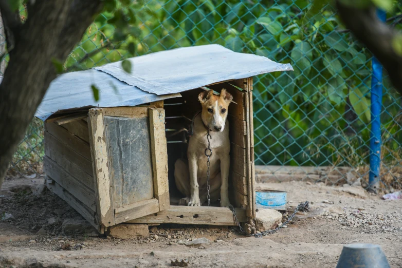 there is a dog that is standing inside of the small enclosure