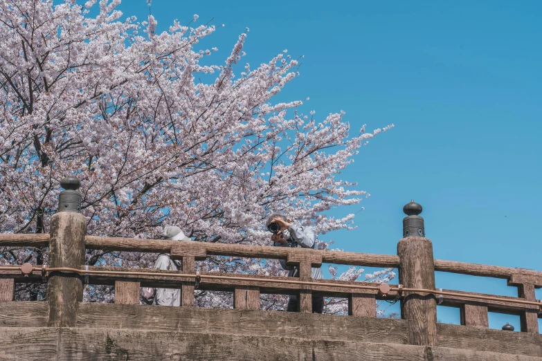 a woman with her back turned to a tree by a fence