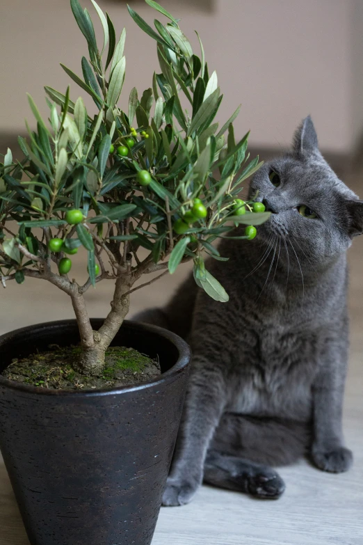 a gray cat sniffing an olive tree in a planter