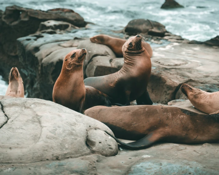 there are sea lions that are resting on the rocks