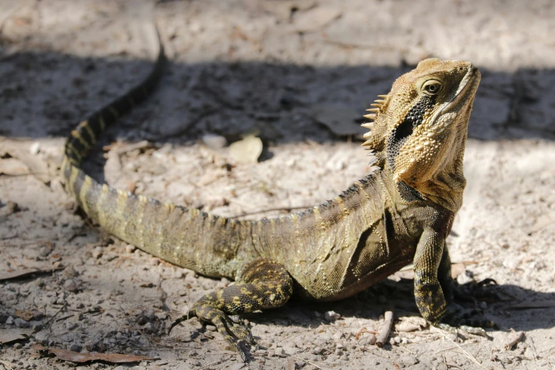 an adult iguana sitting on the ground next to another lizard