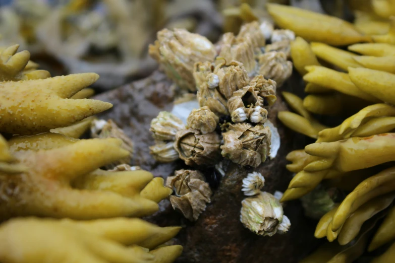 an image of a plant with yellow seeding