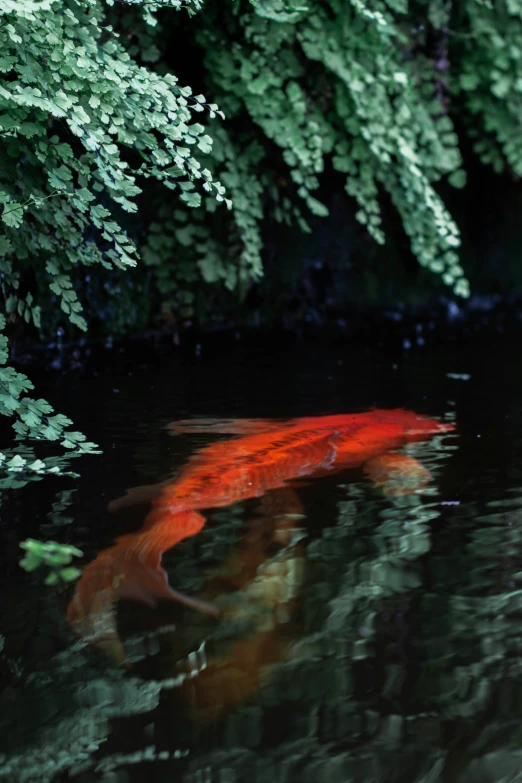 an orange fish is swimming in the water