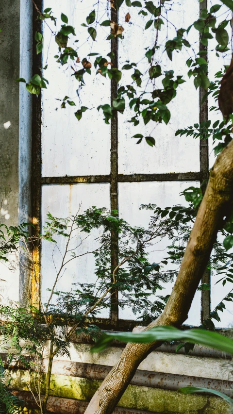 a cat is sitting on the window sill