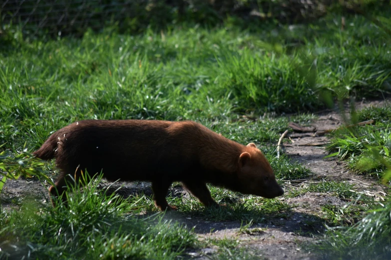 the bear is walking through a field of grass