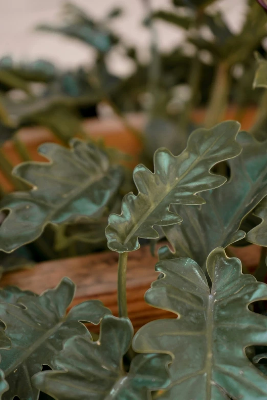 a close up of leaves on a plant