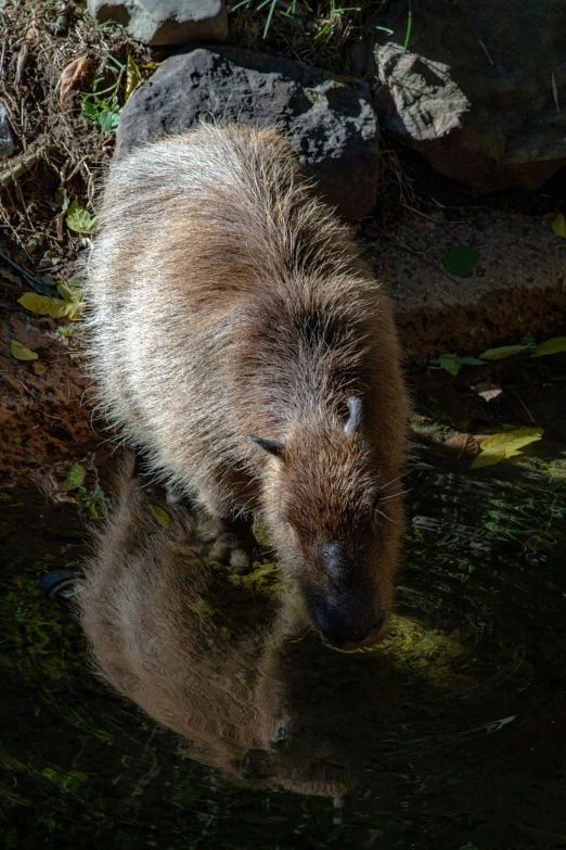 a furry animal walking along a pond by itself