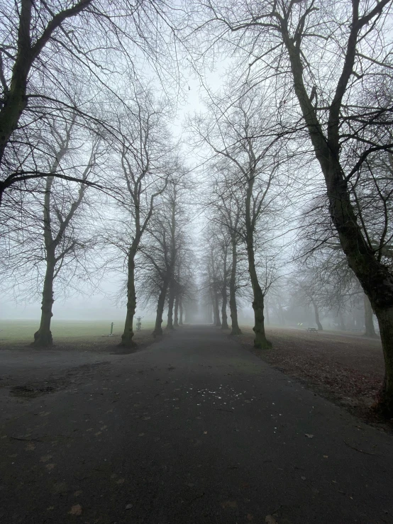 a street lined with bare trees on a foggy day