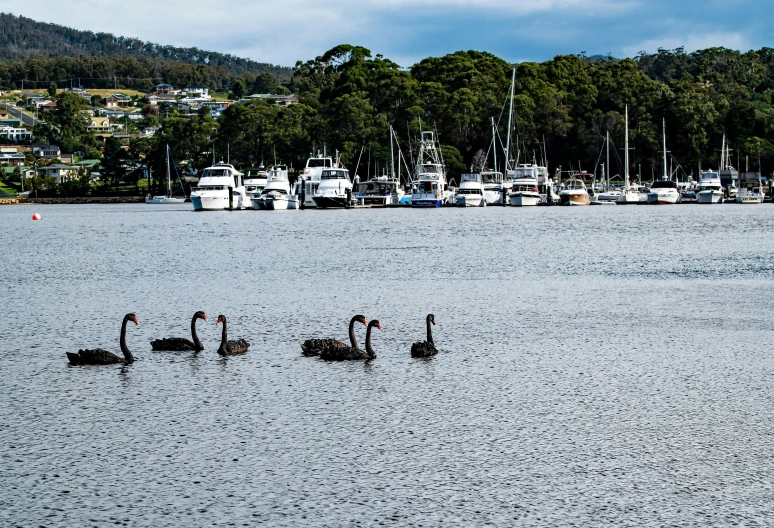 ducks are gathered in the water in front of boats