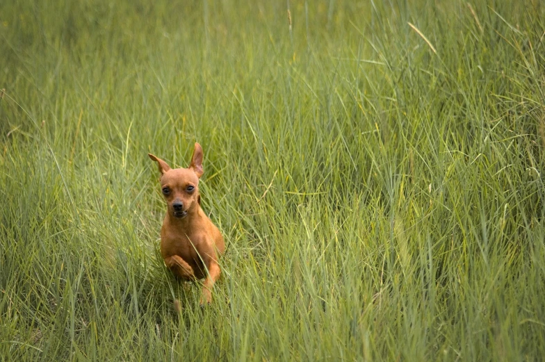 a dog running in tall grass towards the camera