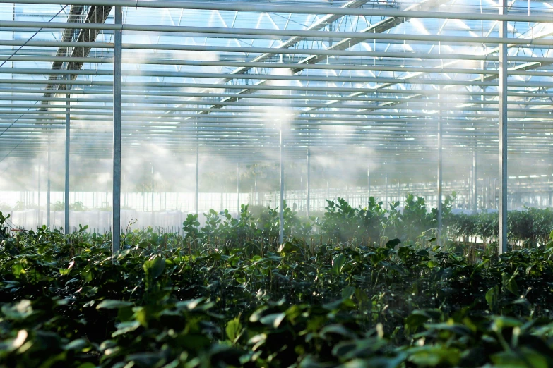 greenhouse with a lot of mist moving from it