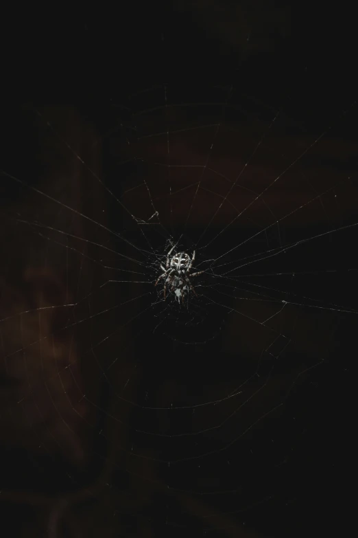 a spider web on a dark background with its reflection in the center