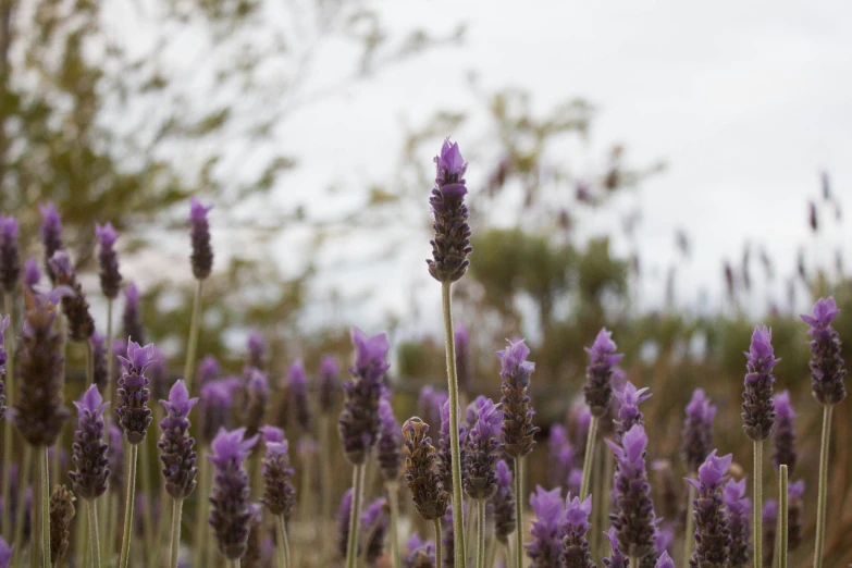 purple flowers growing up in a field on a rainy day