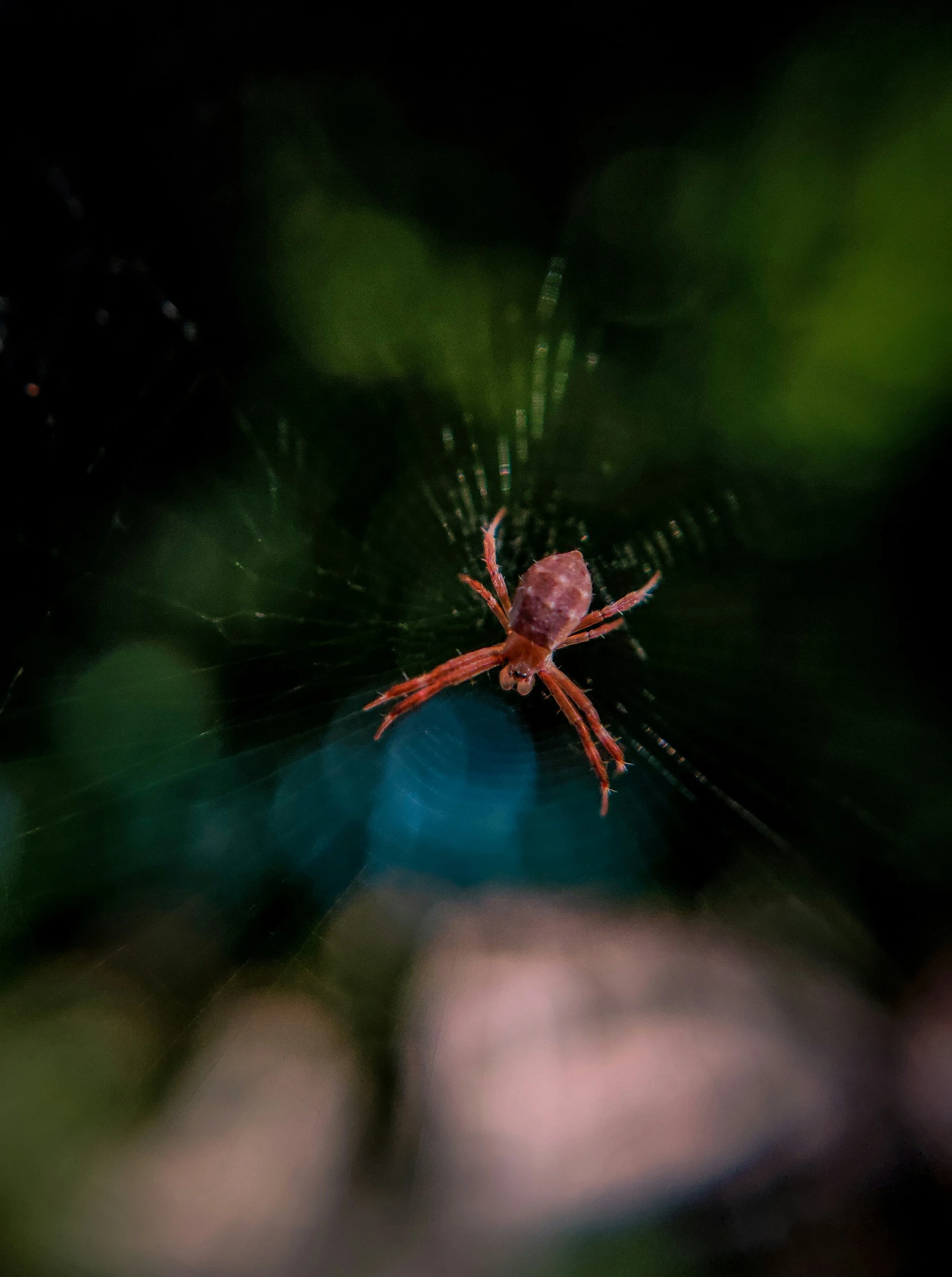 a red and black spider sitting on top of a green leafy tree