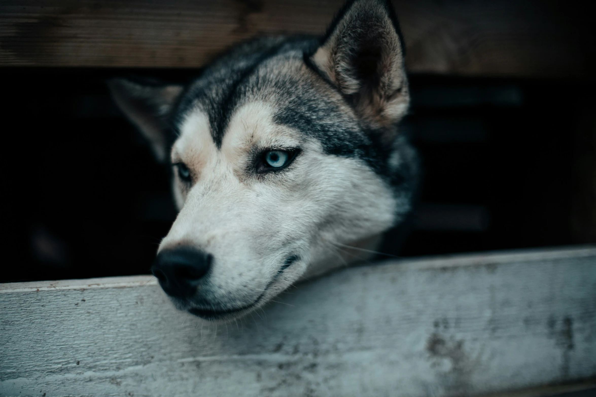 a close up of a dog looking at soing