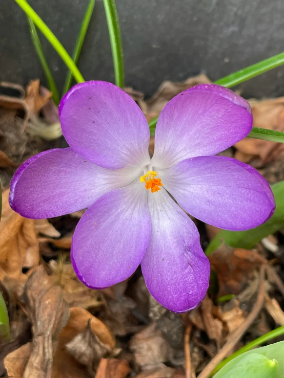 a flower with purple petals in the dirt