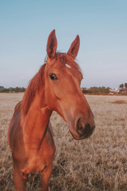 an orange horse is standing in a field