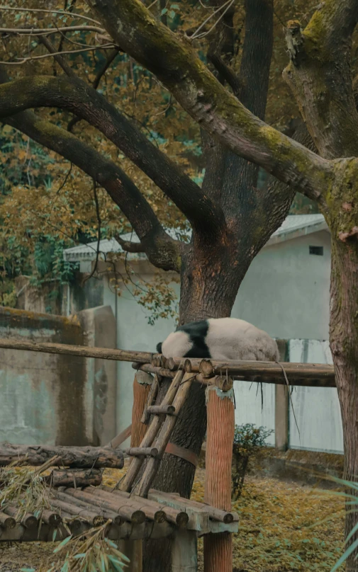 a cat in its habitat sleeping on the wooden post