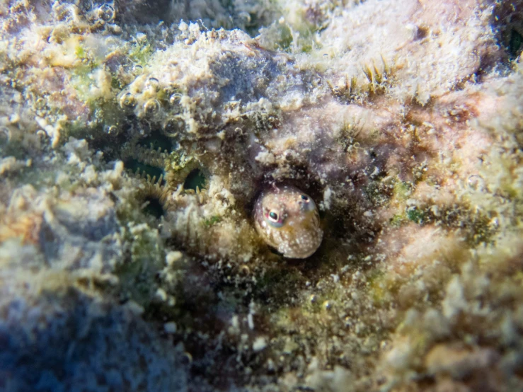 the underwater po shows a single, brown, round object with white speckles