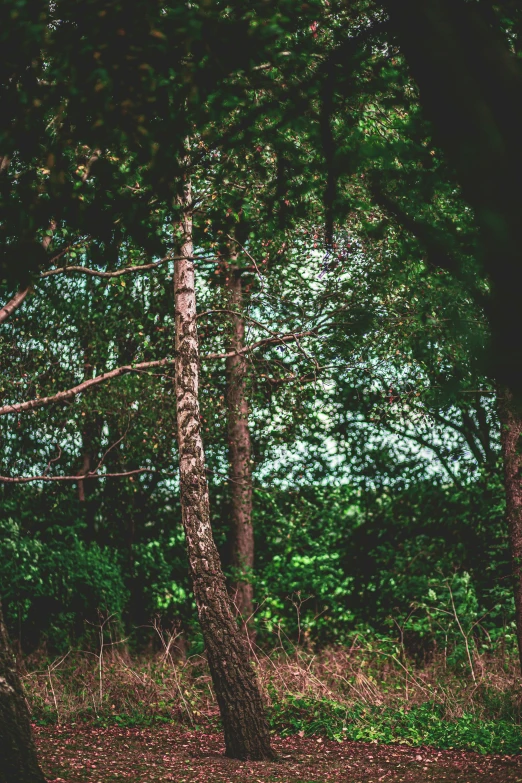 a bench that is between trees with leaves