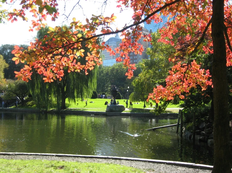 a view of a lake and tree in a park