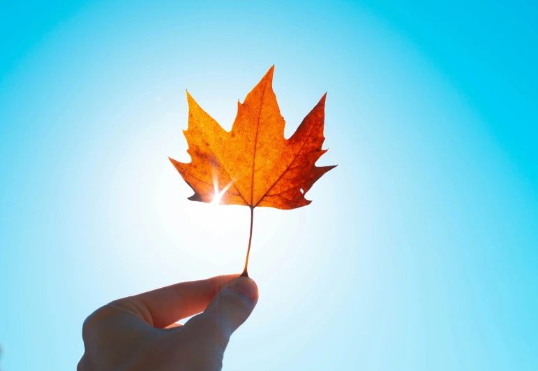 a single leaf is held in the air with the sun shining