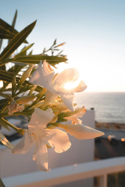 an image of some flowers by the water