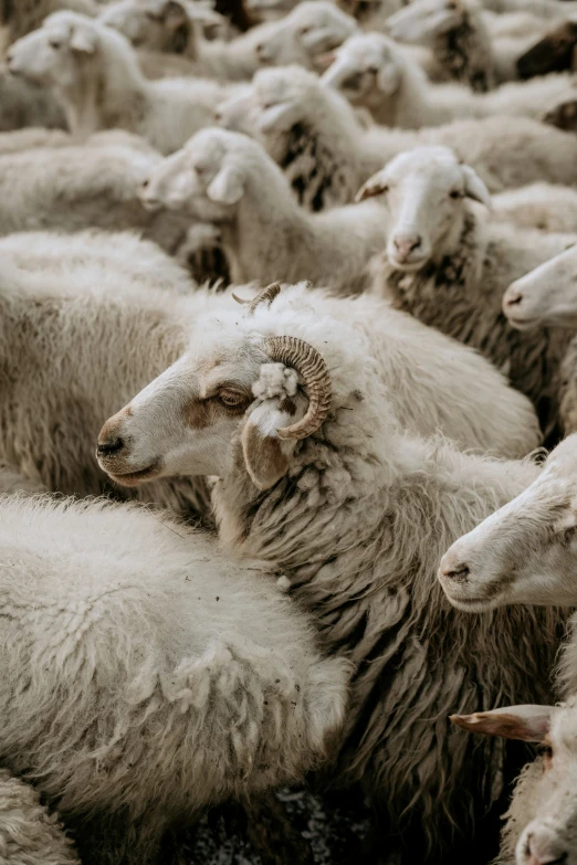 large group of white sheep all looking towards camera