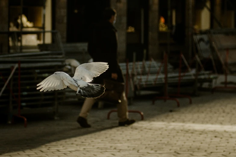 a white bird flying with wings outstretched on a street
