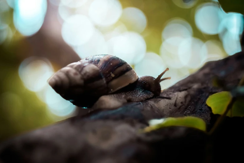 a close - up of a snail in a leafy area