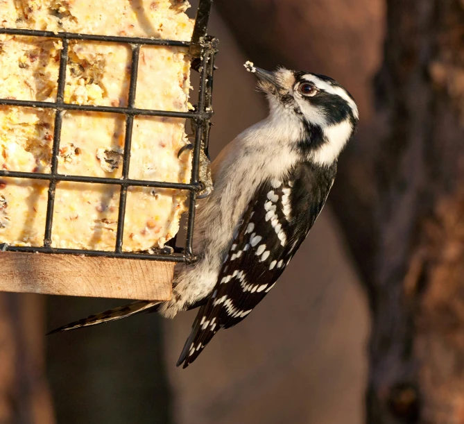 a bird eating from a bird feeder