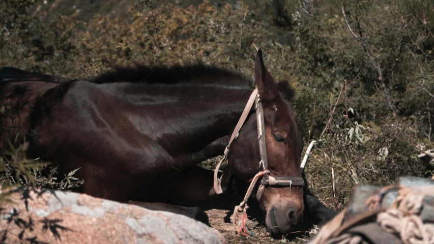 a large horse is lying on the ground by some rocks