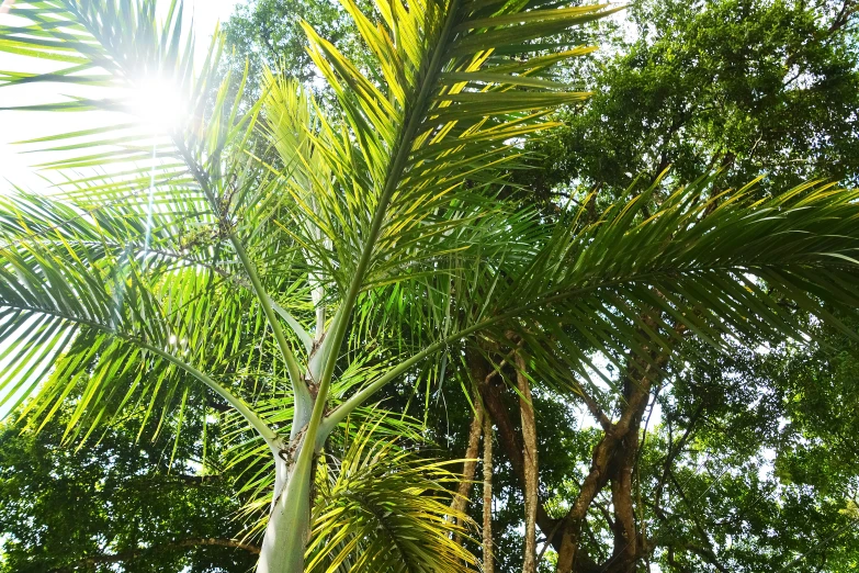 a palm tree standing with trees in the background