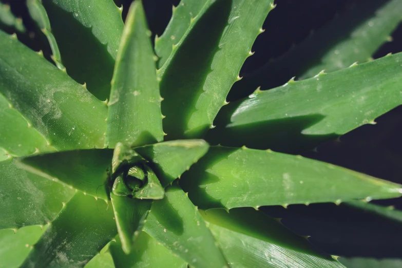 there is a green plant with water droplets on it